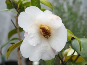 Camellia x williamsii ‘Hiraethlyn’