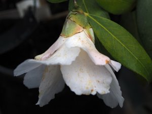Camellia x williamsii ‘Hiraethlyn’