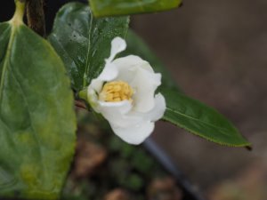 Camellia yushienensis