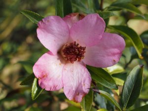 Camellia sasanqua x saluenensis