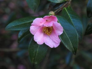 Camellia saluenensis