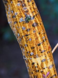 Acer rufinerve ‘Erythrocladum’