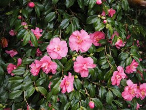 Camellia x williamsii hybrids