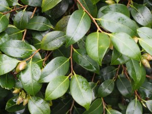 cross with a small leaved species (sasanqua?)