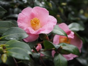 cross with a small leaved species (sasanqua?)