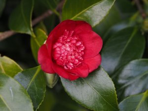 Camellia japonica ‘Bokuhan’