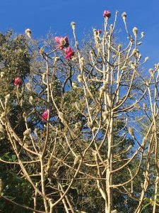 Magnolia campbellii subsp. mollicomata ‘Lanarth’