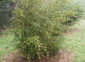 Phyllostachys nigra ‘Megurochiku’