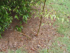 Phyllostachys nigra ‘Megurochiku’