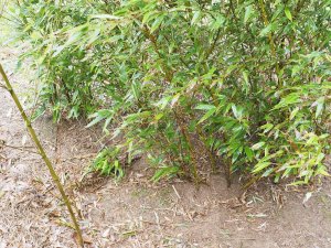 Phyllostachys nigra ‘Megurochiku’