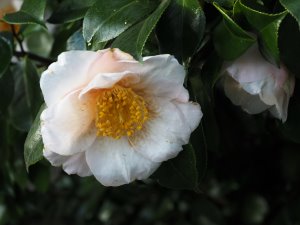Camellia japonica ‘Akebono’