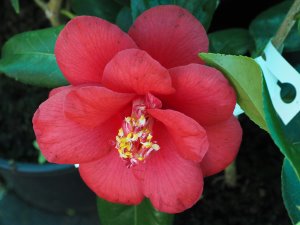 Camellia ‘Red Dahlia’