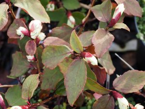 Ribes laurifolium ‘Amy Doncaster’