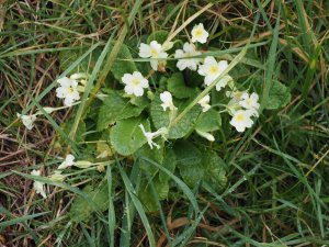 primroses