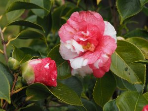 Camellia ‘Nagasaki’