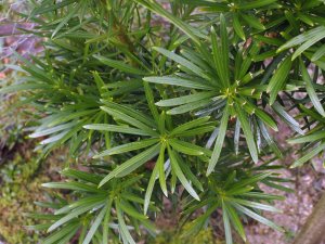 Podocarpus lambertii