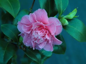 Camellia ‘Holfordiana’