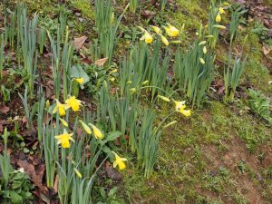‘Wild’ daffodils