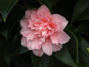 Camellia ‘Kick Off’