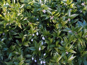 Galanthus nivalis and Sarcococca hookeriana var. digyna
