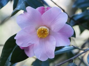 Camellia ‘Christmas Daffodil’