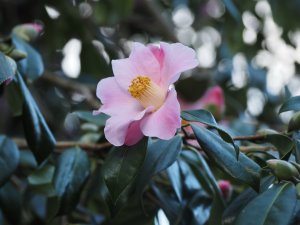 Camellia ‘Christmas Daffodil’