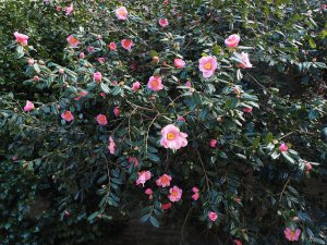 Camellia x williamsii ‘Mary Jobson’