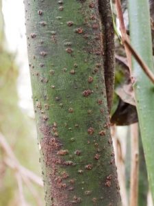 Cinnamomum japonicum knobbly bark