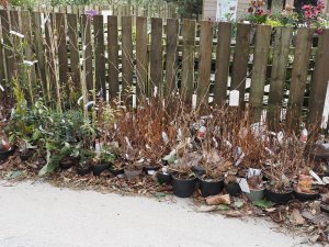 plants for planting out
