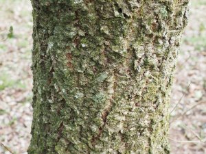 Quercus x hispanica ‘Lucombeana’