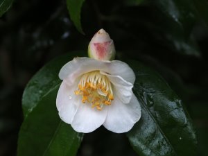 Camellia ‘Cinnamon Scentsation’
