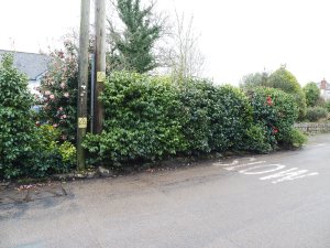 camellia hedge