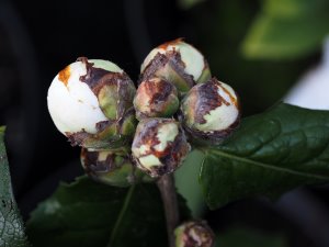 Camellia trachocarpa