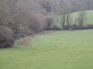 Pheasant feeding