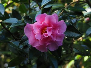 Camellia x williamsii ‘Brigadoon’