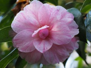 Camellia x williamsii ‘Galaxie’