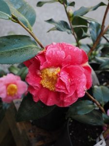 Camellia ‘Guilio Nuccio’