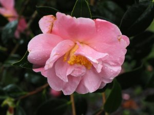 Camellia ‘Spring Frill’