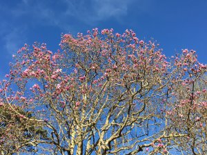 Magnolia campbellii seedling