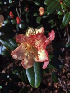 Rhododendron ‘Golden Oriole Busaco’