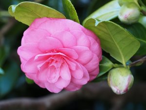 Camellia x williamsii ‘Jovey Carlyon’