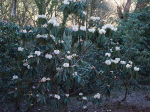 Rhododendron grande seedling