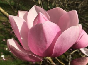 Magnolia campbellii ‘Sidbury’