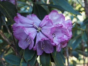 Rhododendron rireii