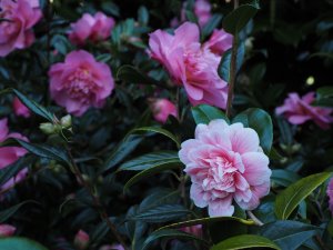 Camellia x williamsii ‘Debutante’ and Camellia x williamsii ‘Mary Phoebe Taylor’