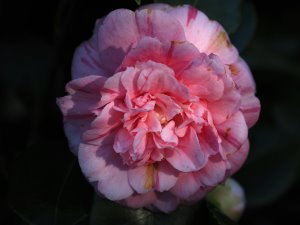 Camellia ‘Duchess Decaze’
