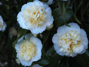 Camellia x williamsii ‘Jury’s Yellow’