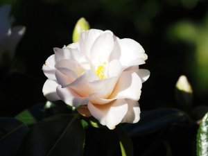 Camellia ‘Magnoliaflora’