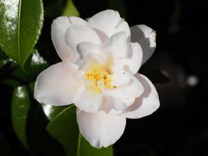 Camellia ‘Magnoliaflora’
