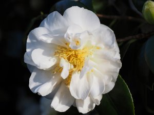 Camellia ‘Lulu Belle’